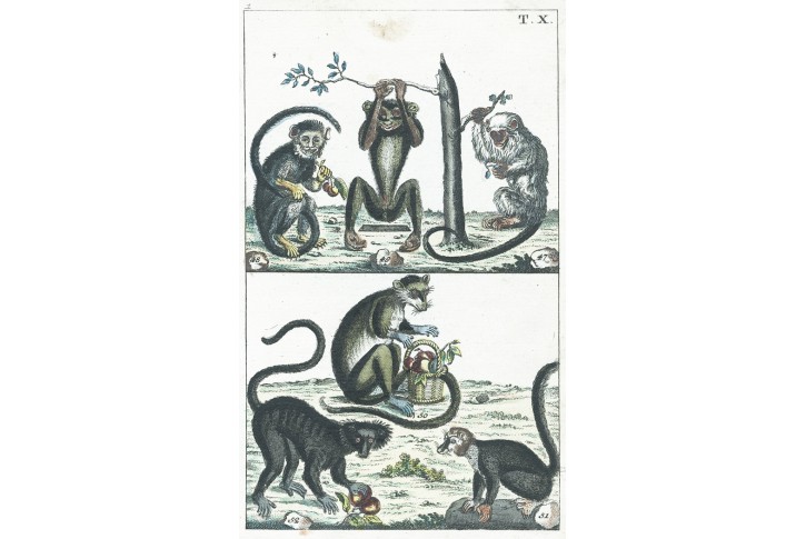 Lemuři opice, kolor. mědiryt , 1808