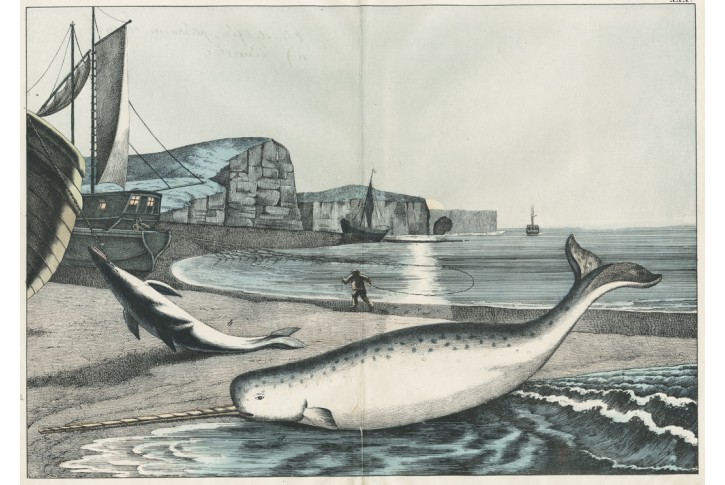 Velryba,  kolor. litografie, 1842
