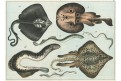 Rejnoci a kruhoústí,  kolor. litografie, 1842