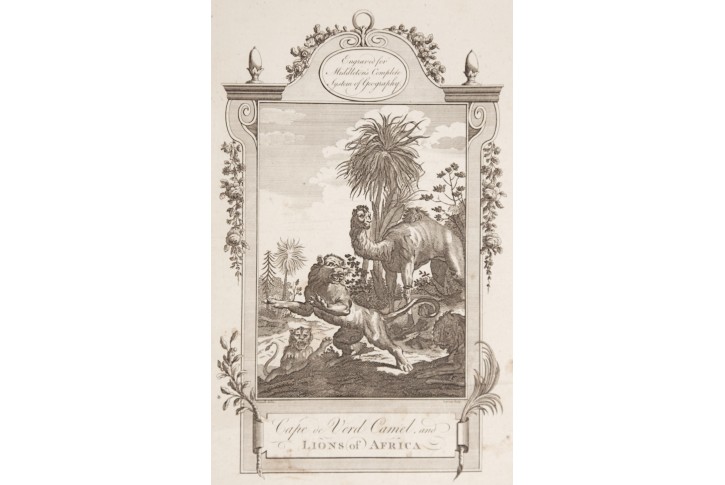 Velbloud a lev, Middleton ,mědiryt , 1778