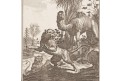 Velbloud a lev, Middleton ,mědiryt , 1778