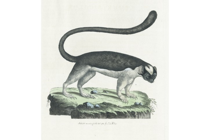 Lemur, Miller, kolor lept, 1796