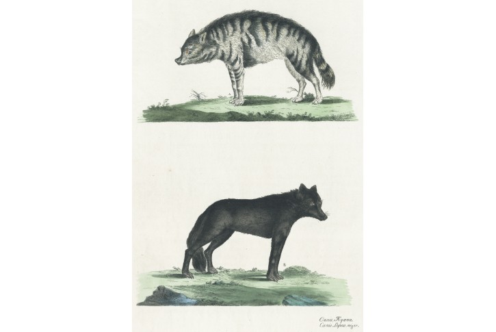 Vlkn Hyena, Miller, kolor lept, 1796