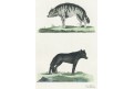 Vlkn Hyena, Miller, kolor lept, 1796