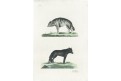 Vlkn Hyena, Miller, kolor lept, 1796