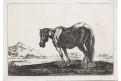 Kůň, Kessel - Hecke  mědiryt, 1654