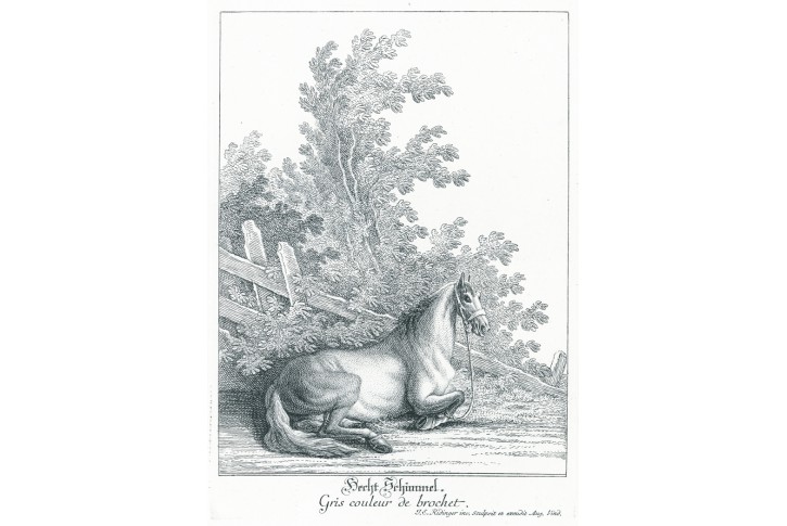 Hech Schimmel, Ridinger J.E., mědiryt (1767) 1825