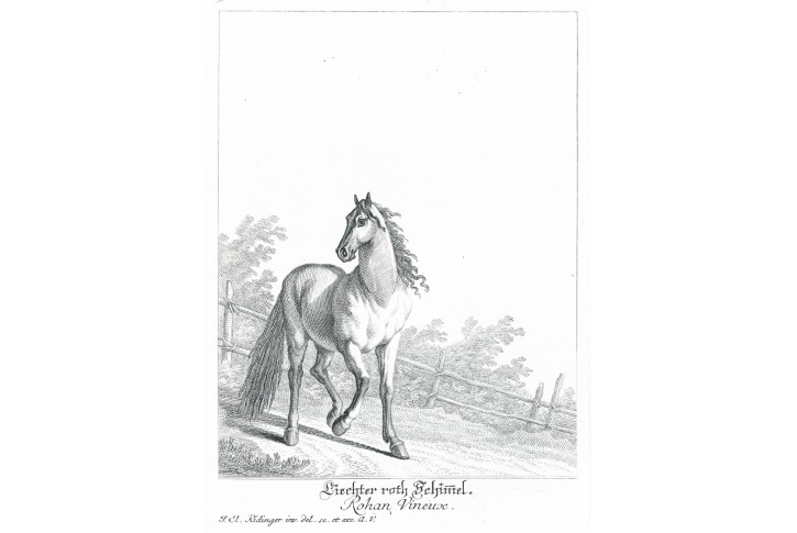 Roth Schimmel, Ridinger J.E., mědiryt (1767) 1825