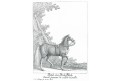 Semmel Falch, Ridinger J.E., mědiryt (1767) 1825