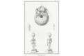 Anatomie, Diderot,  mědiryt , 1782