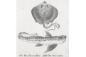 Chiméra podivná, Neue.., litografie , 1837