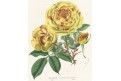 Ruže Capucine, Houtte, litografie, (1860)