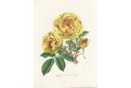 Ruže Capucine, Houtte, litografie, (1860)
