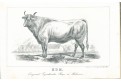 Stamm F.: Land- und Forstwithschaft Böhmen, 1856