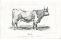 Stamm F.: Land- und Forstwithschaft Böhmen, 1856