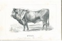 Stamm F.: Land- und Forstwithschaft Böhmen, 1856
