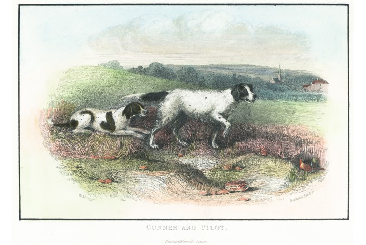 Lovečtí psi, Pittman, kolor. oceloryt, (1840)