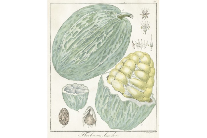 Mocambo, Guimpel, kolor. mědiryt, 1817