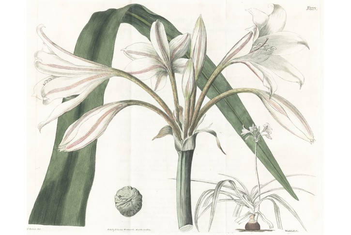 Křín Crinum speciosum , Curtis, mědiryt, 1822