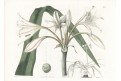 Lončatník guyanský, Curtis, mědiryt, 1832