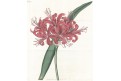 Nerine sarniensis, Curtis, mědiryt, 1820