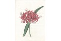 Nerine sarniensis, Curtis, mědiryt, 1820