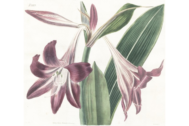 Amaryllis síťkovaná, Curtis, mědiryt, 1829