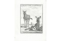 Žirafa, Buffon, mědiryt , (1790)