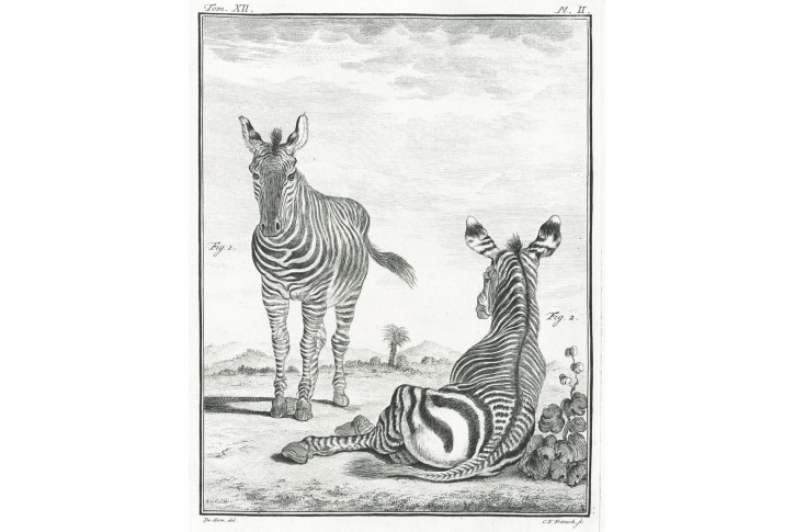 Zebra , Buffon, mědiryt , (1790)