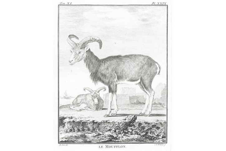 Muflon, Buffon, mědiryt , (1790)