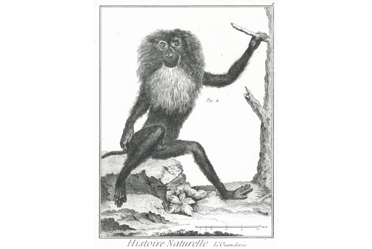 Makakové, mědiryt, (1800)