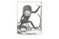 Makakové, mědiryt, (1800)