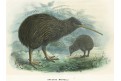 Kiwi, kolor. litografie , (1860)