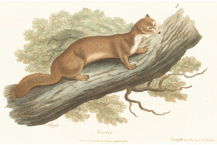 Kuna lesní, Darton, mědiryt, 1808