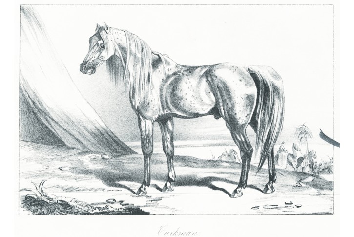 Kuň Turkmen, litografie, (1840)