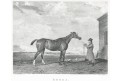 Kůň Rhoda, oceloryt, (1820)