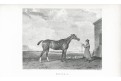Kůň Rhoda, oceloryt, (1820)