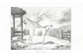 Kuň farma, mědiryt, (1820)