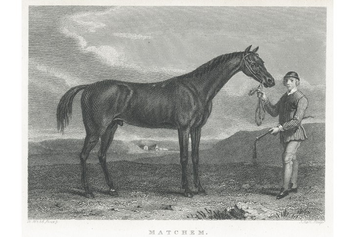Kůň Matchem, Pittman oceloryt, 1822