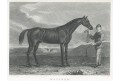 Kůň Rhoda, Pittman oceloryt, 1822