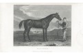 Kůň Rhoda, Pittman oceloryt, 1822