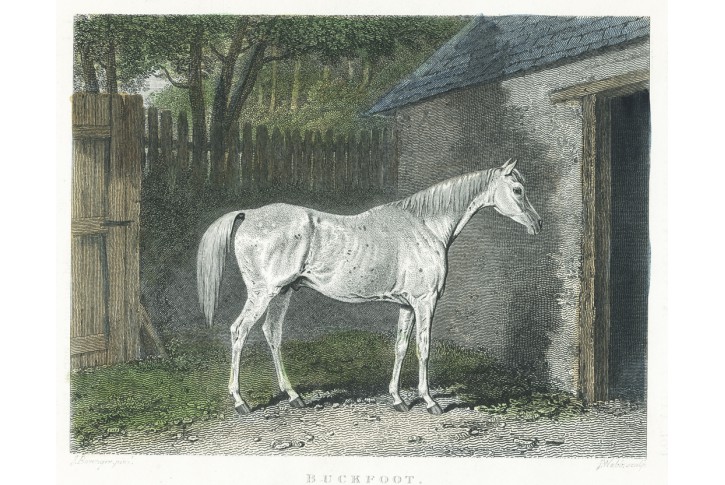 Kůň Buckfoot, Pittman kolor. oceloryt, 1829
