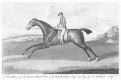 Kůň Lurcher, mědiryt, (1800