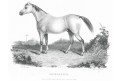 Kůň Humdanieh, Pittman oceloryt, 1830