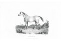 Kůň Humdanieh, Pittman oceloryt, 1830