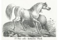 Kůň turecký, Neue.., litografie , 1837