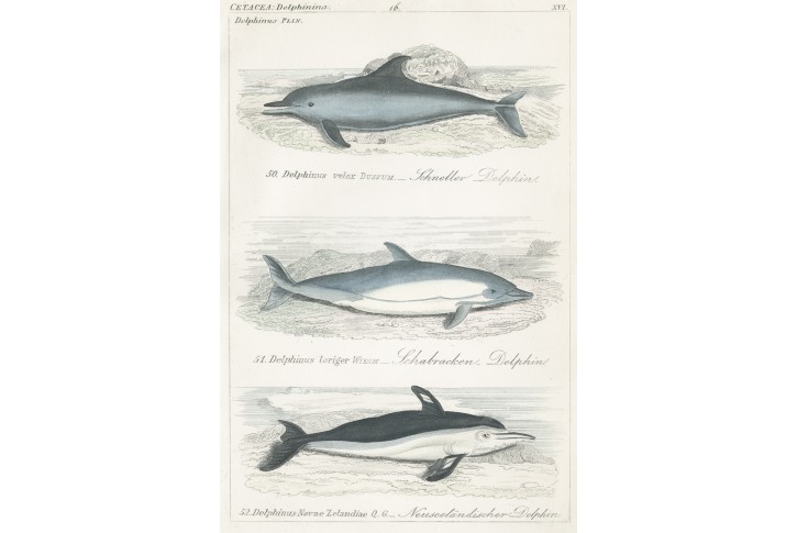 Delfíni, Reichenbachkolor. litografie, 1846