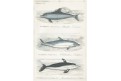 Delfíni, Reichenbachkolor. litografie, 1846