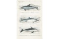 Delfíni, Reichenbachkolor. litografie, 1846