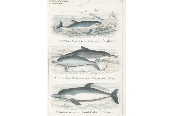Delfíni II., Reichenbachkolor. litografie, 1846